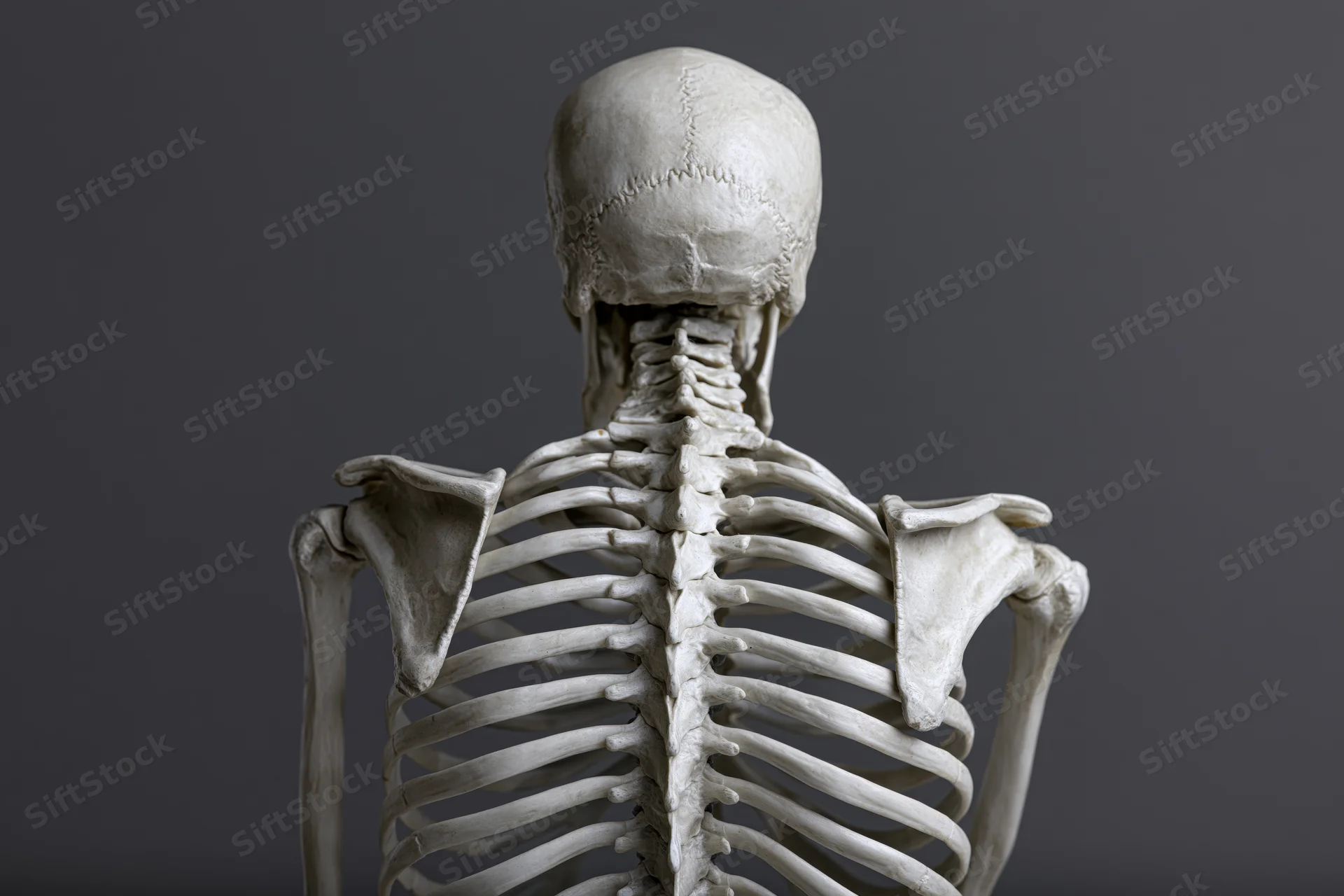Human anatomical skeleton model viewed from behind showing spine ribcage and skull against gray background