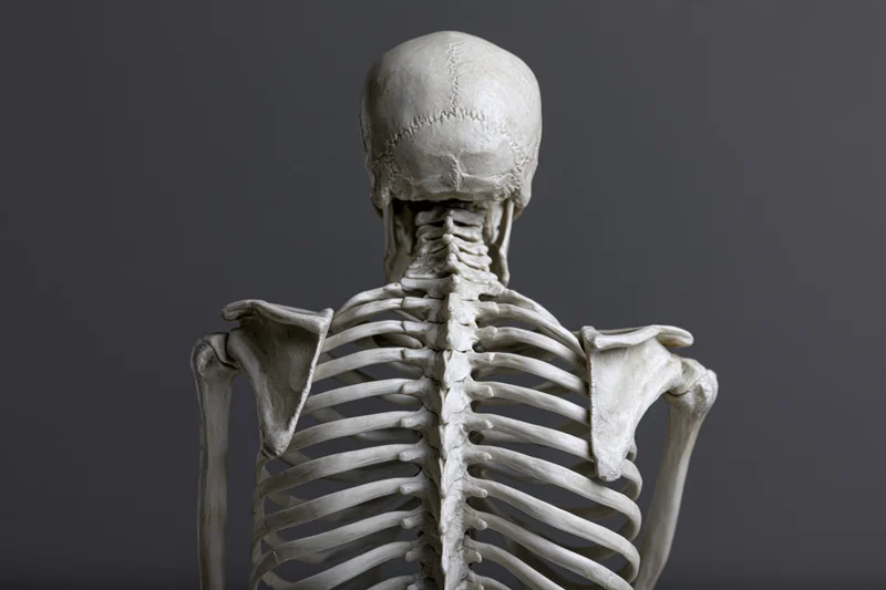 Human anatomical skeleton model viewed from behind showing spine ribcage and skull against gray background
