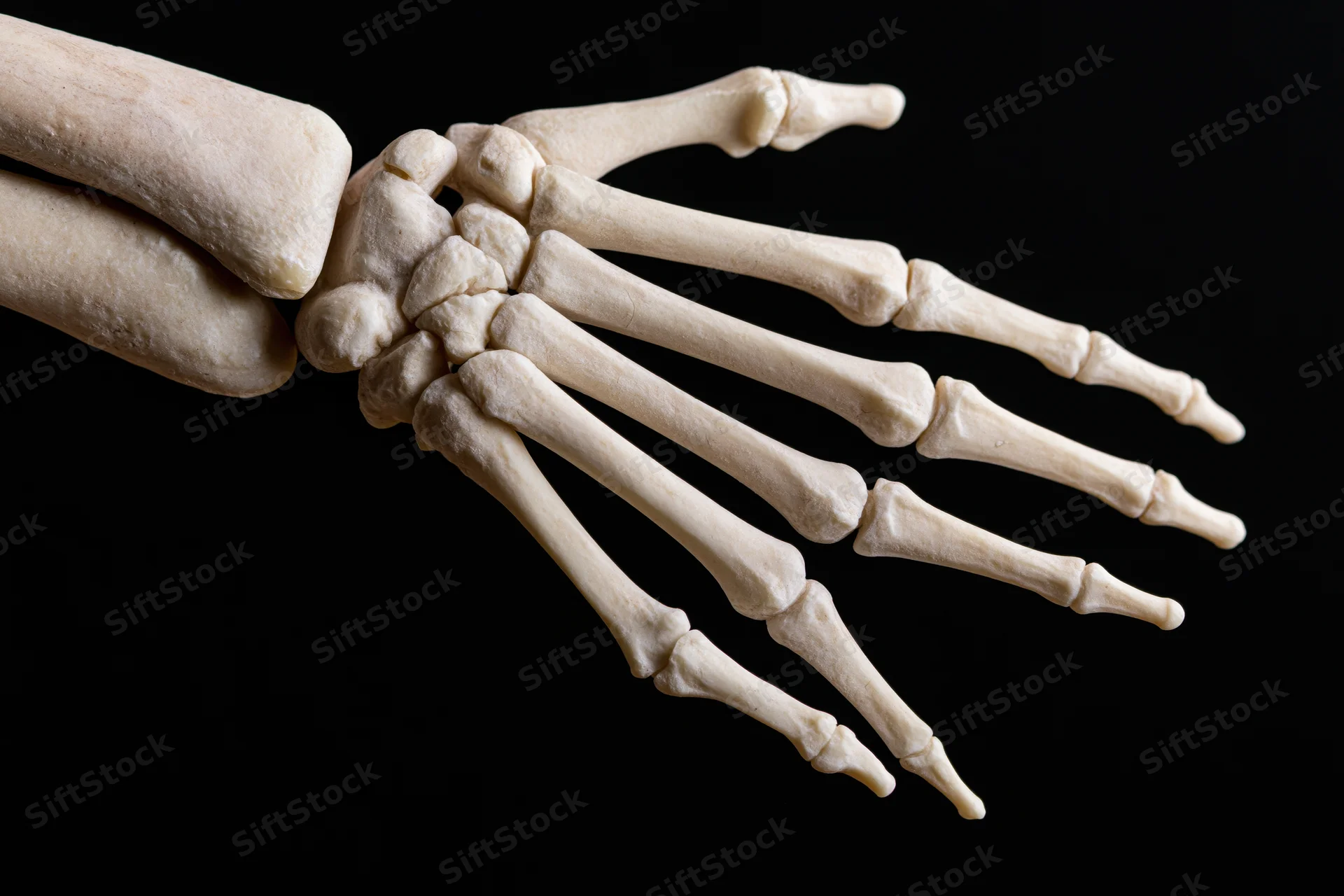 Anatomical model of human hand and forearm bones displayed against black background