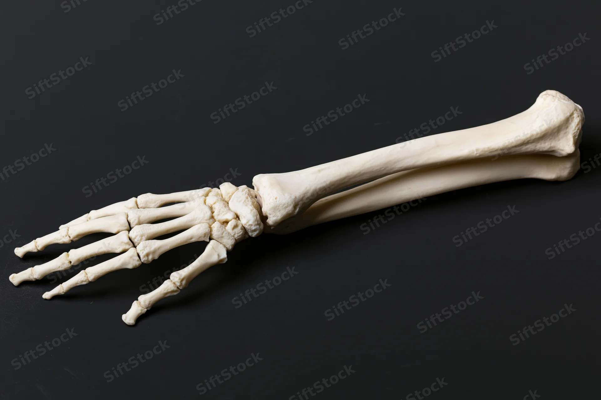 Human forearm and hand skeleton model lying on black surface