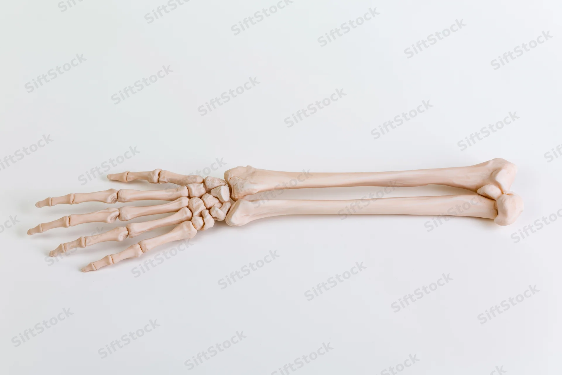 Anatomical model of human forearm and hand skeleton on white background