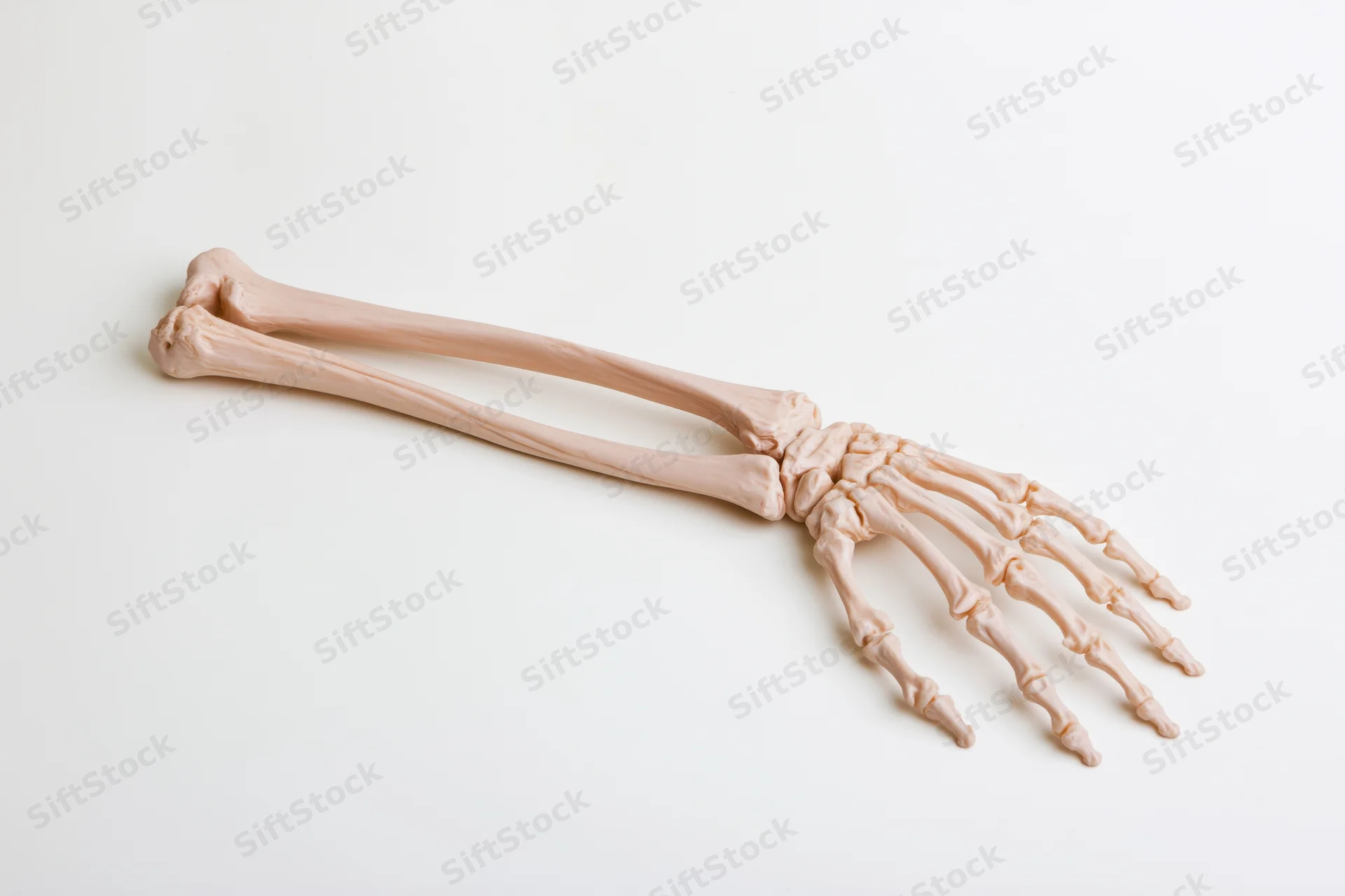 Anatomical model of human forearm and hand skeleton on white background