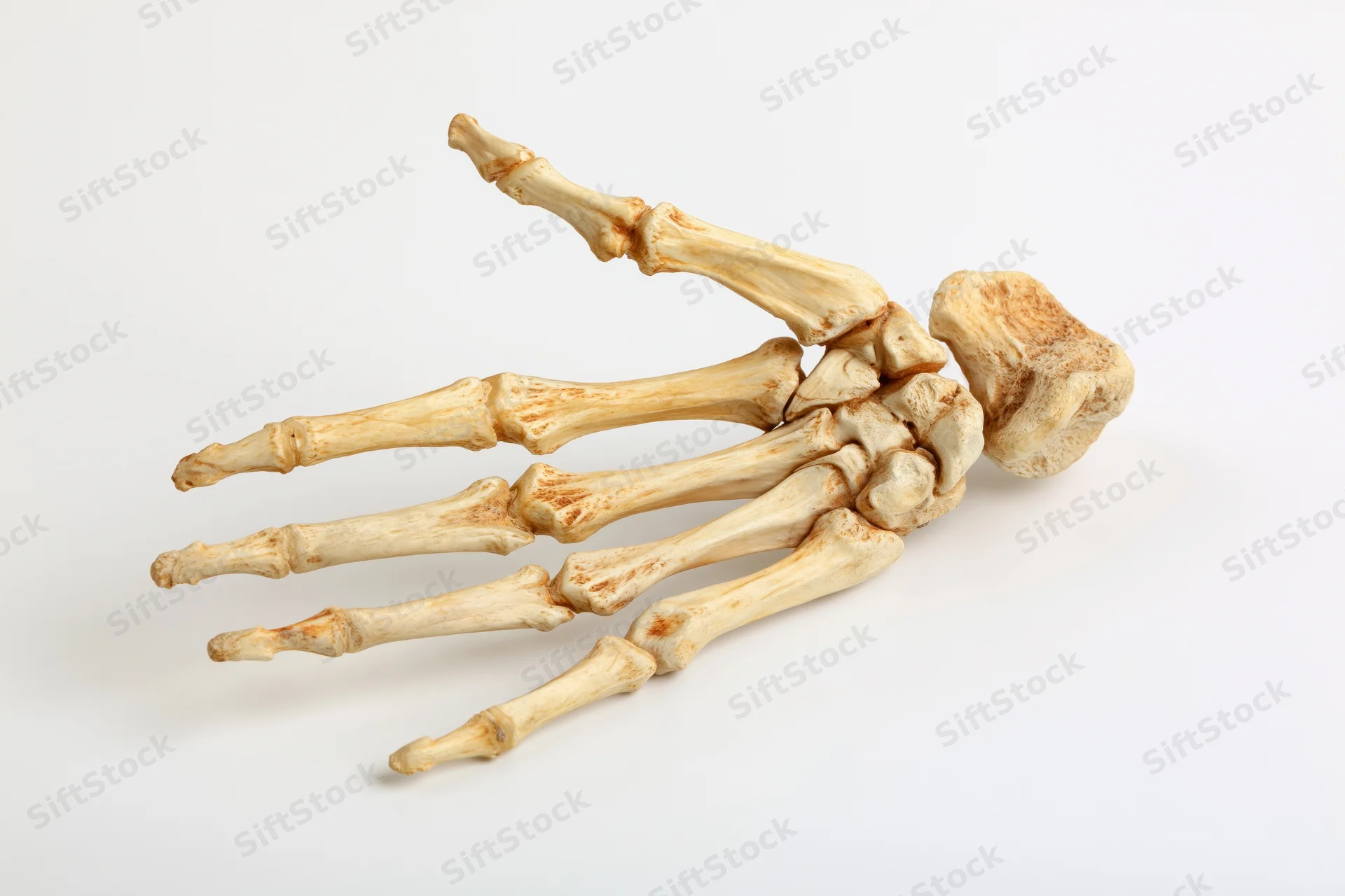 Human skeletal hand and wrist bones laid flat on white background