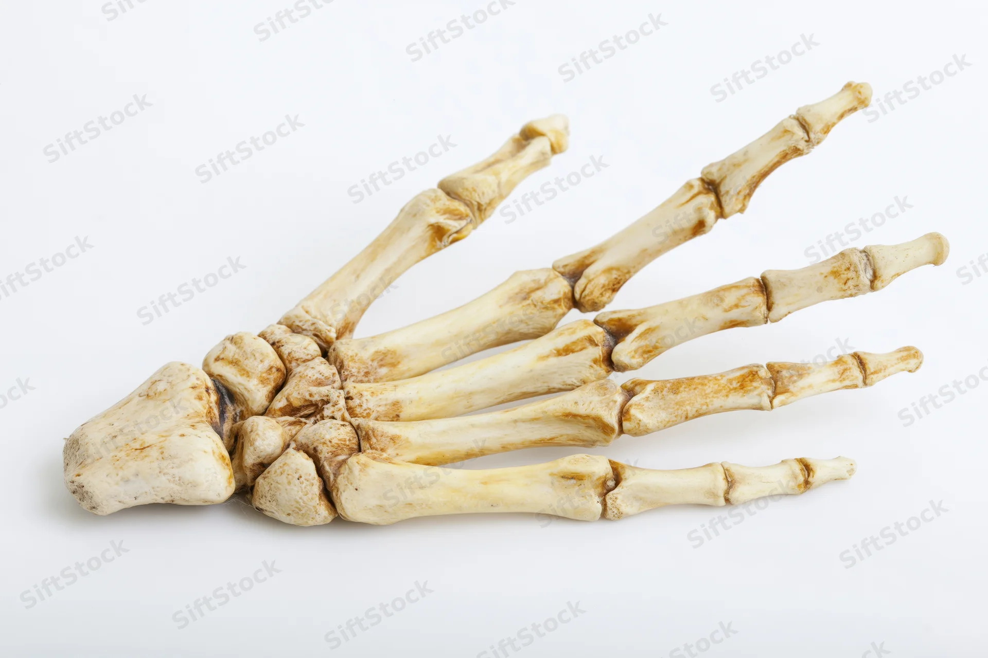 Human skeletal hand with wrist bones laid flat on white background