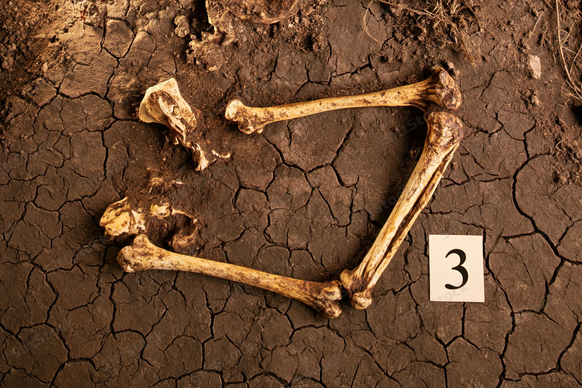 Human skeletal remains exposed in dry cracked soil at an archaeological excavation site marked with number 3