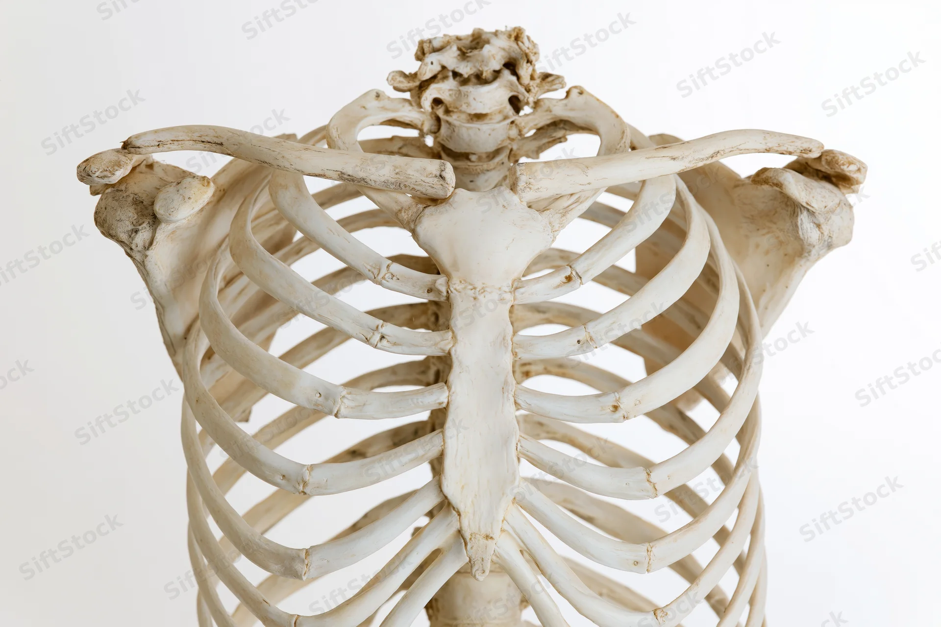Human skeleton torso model showing rib cage sternum and shoulder bones on white background