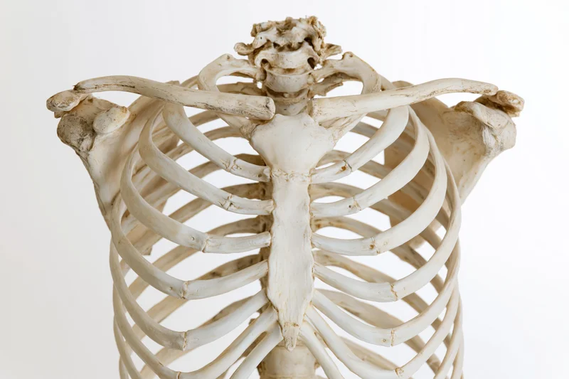 Human skeleton torso model showing rib cage sternum and shoulder bones on white background