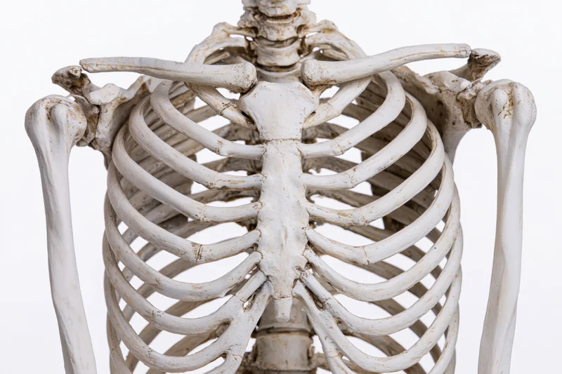 Human skeleton torso model showing rib cage sternum and shoulder bones on white background