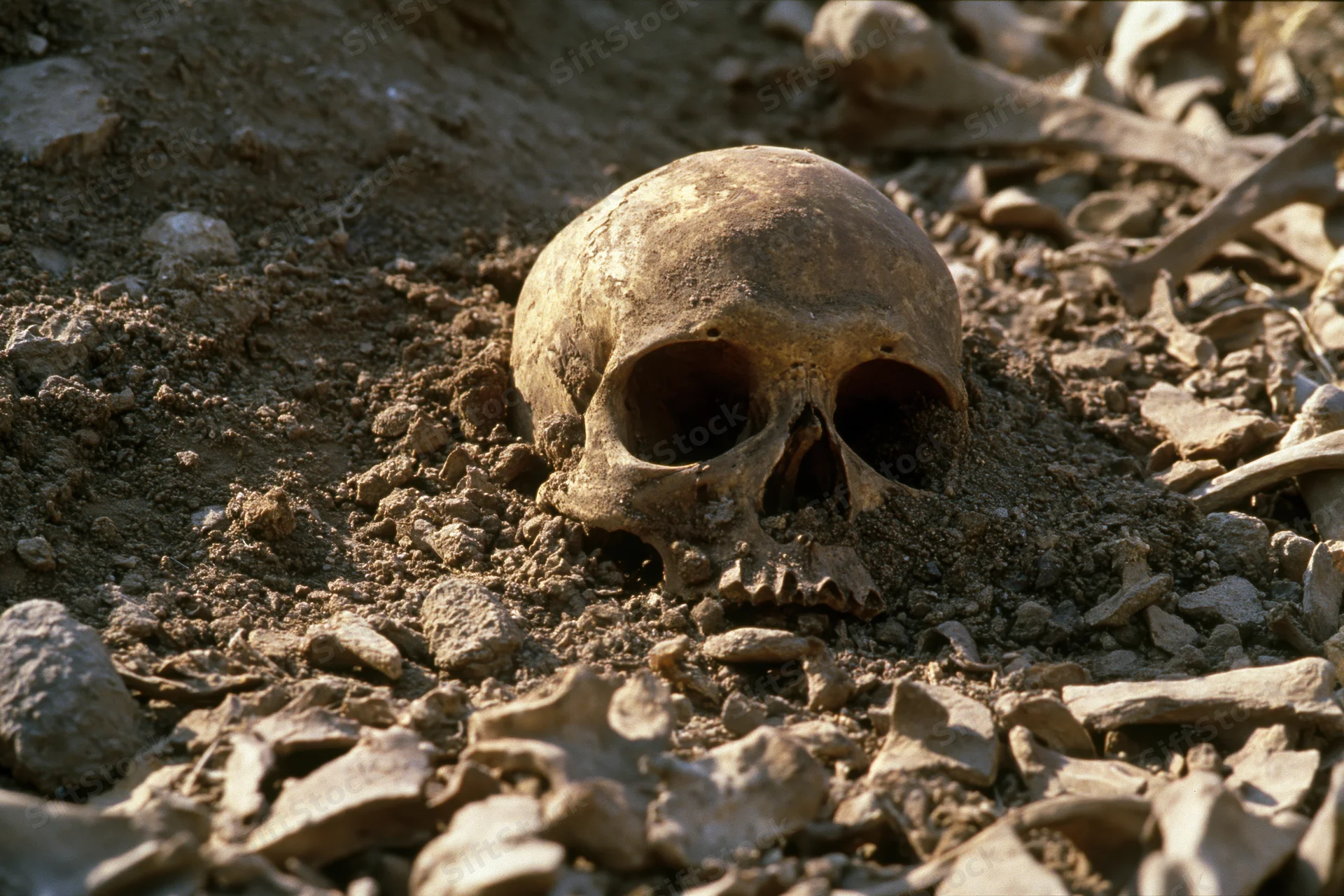 Human skull partially buried in dry soil at an archaeological dig site
