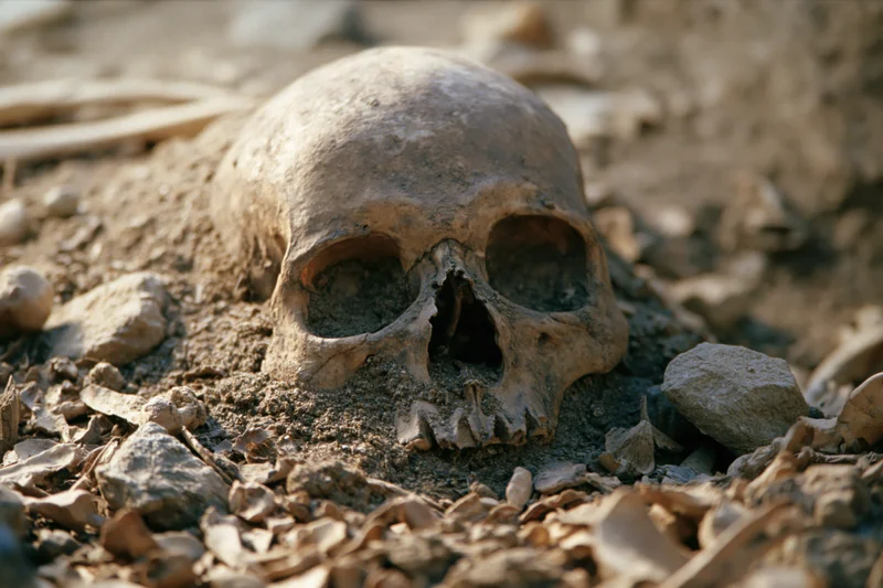 Human skull partially buried in dry soil at an archaeological excavation site