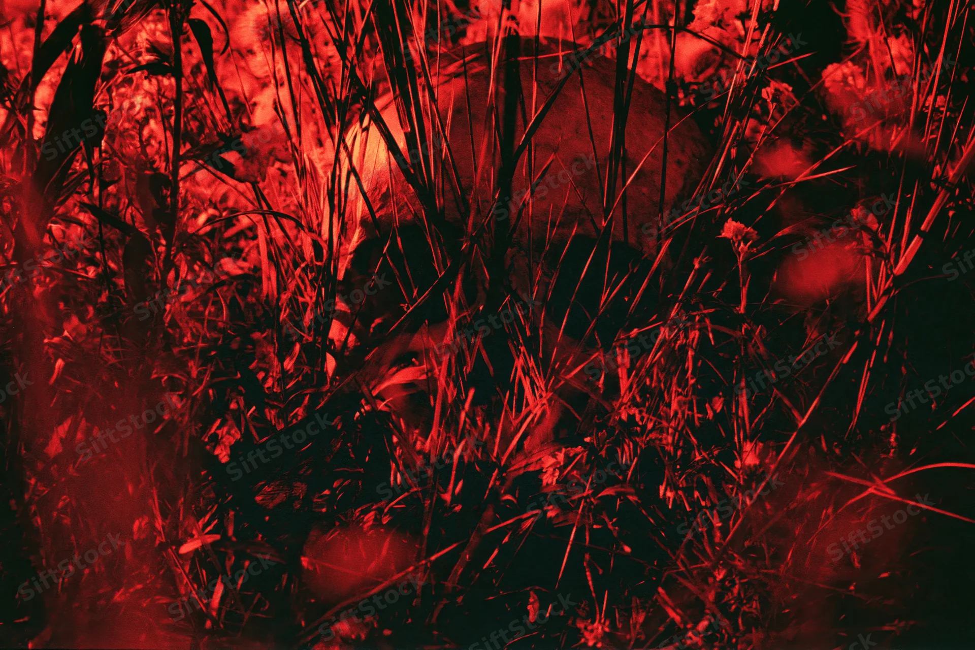Human skull hidden among tall dry grass and wildflowers in a dark red-lit outdoor scene