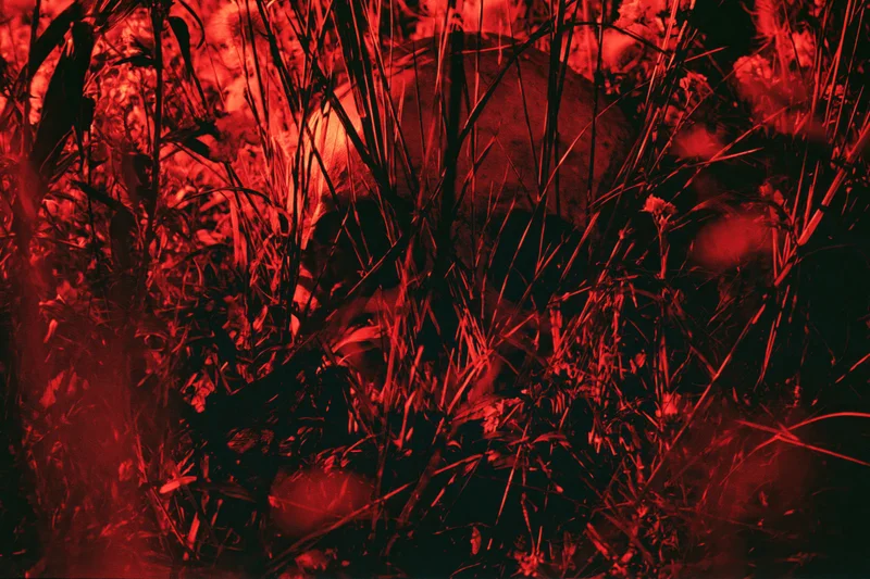 Human skull hidden among tall dry grass and wildflowers in a dark red-lit outdoor scene
