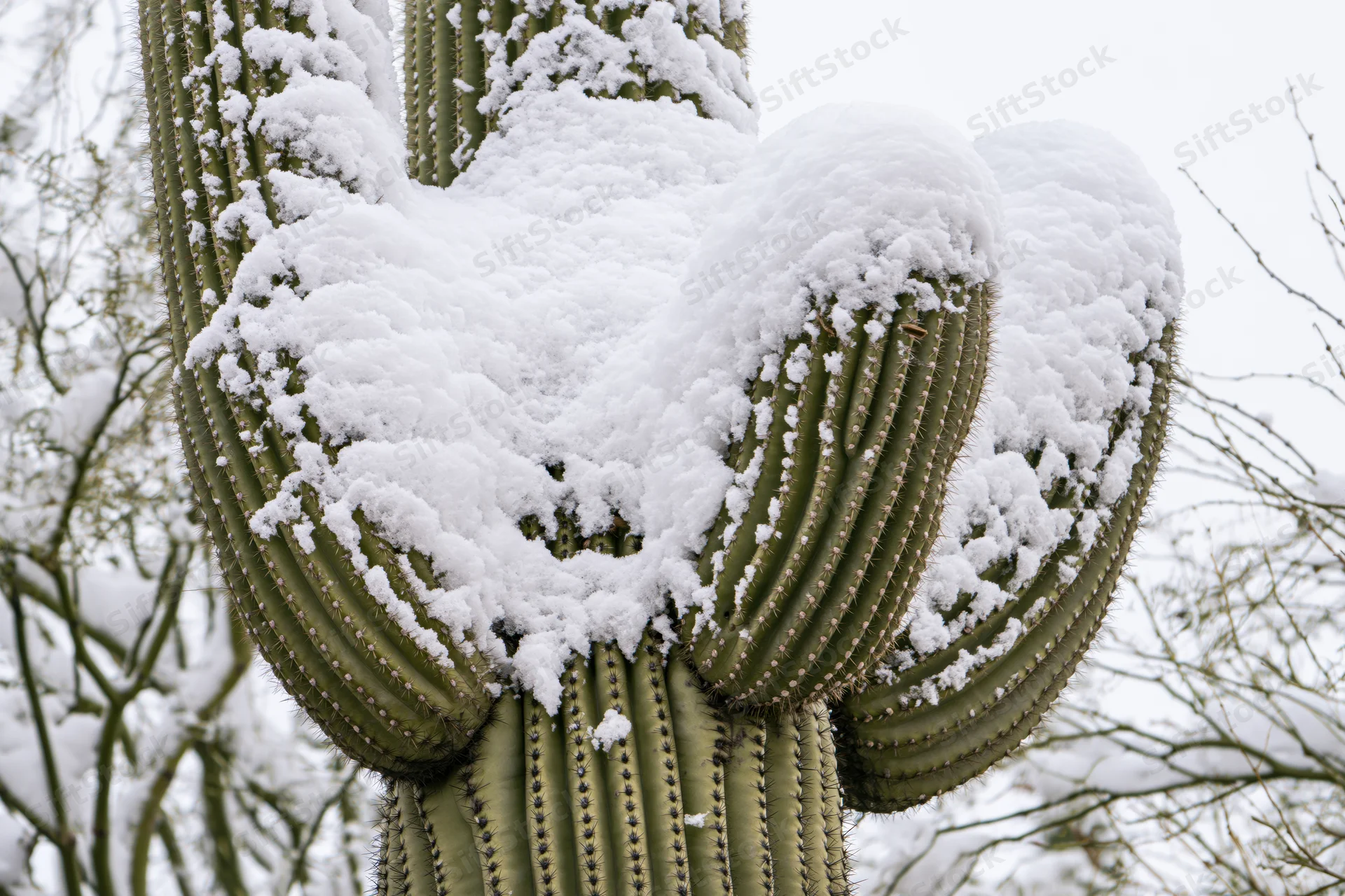 Large saguaro cactus with multiple arms covered in snow in a desert landscape