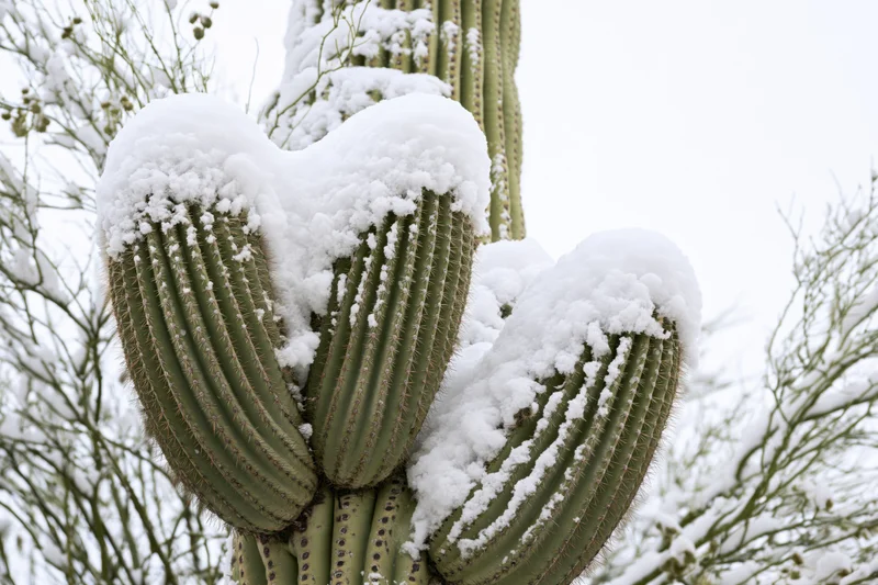 Snow-covered saguaro cactus with multiple arms in a desert landscape