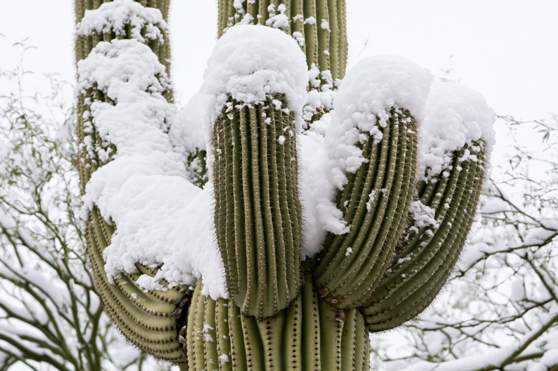 Large saguaro cactus with multiple arms covered in snow in a desert landscape