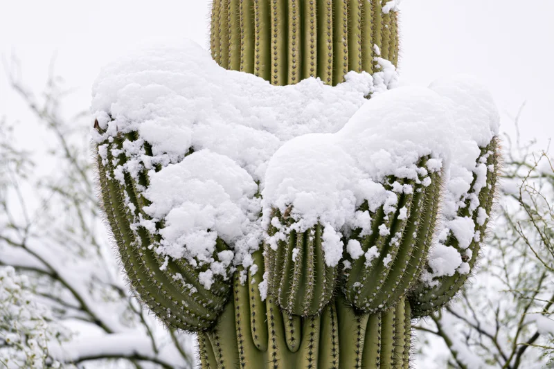 Large saguaro cactus with multiple arms covered in snow in a desert landscape