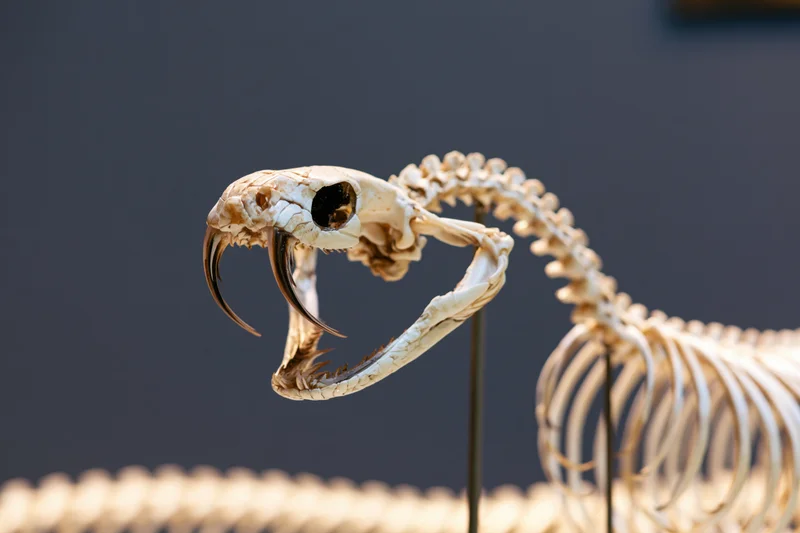 Snake skeleton mounted on metal rods in a museum exhibit