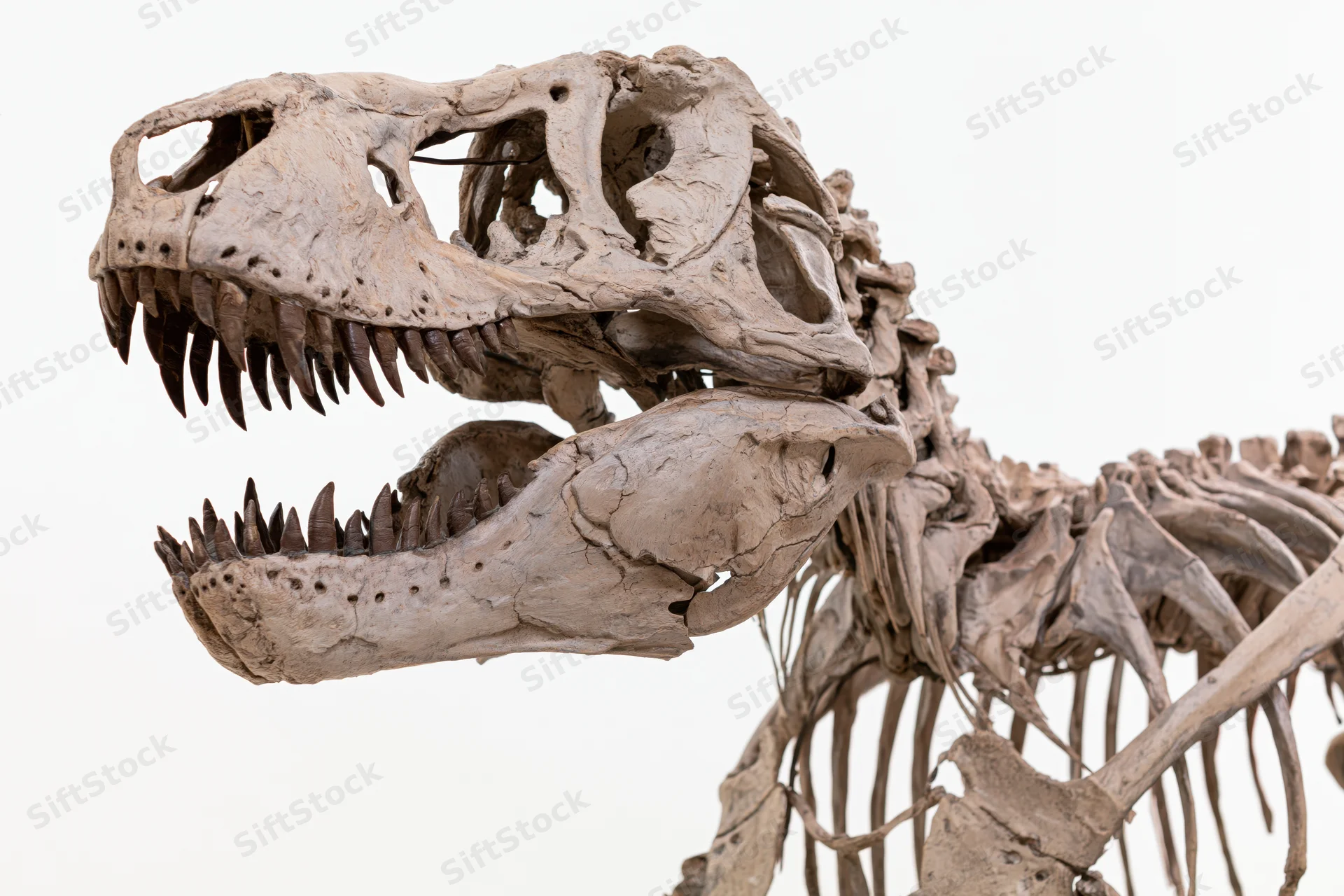 Fossilized theropod dinosaur skeleton with open jaw and visible teeth displayed against white background