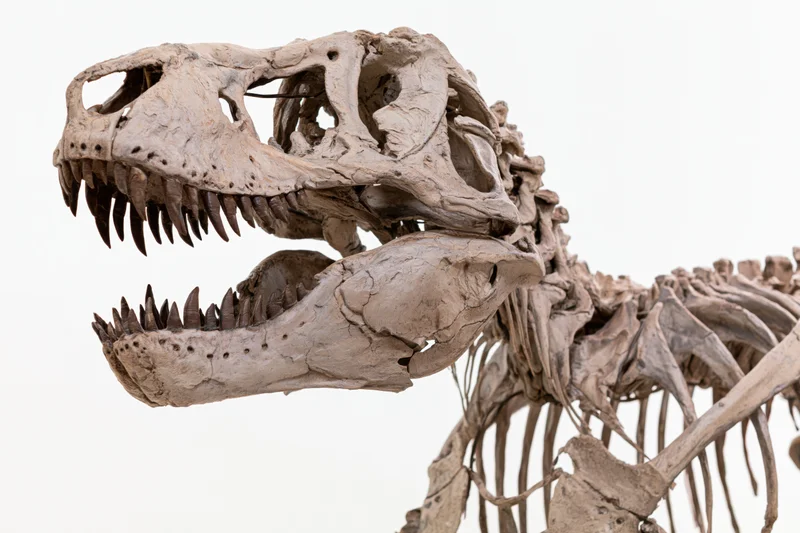 Fossilized theropod dinosaur skeleton with open jaw and visible teeth displayed against white background