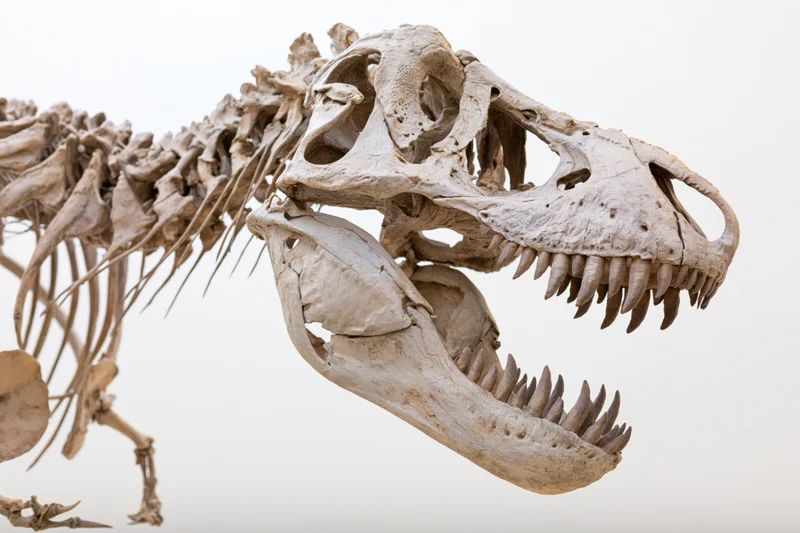 Fossilized theropod dinosaur skeleton with open jaw and sharp teeth displayed against white background