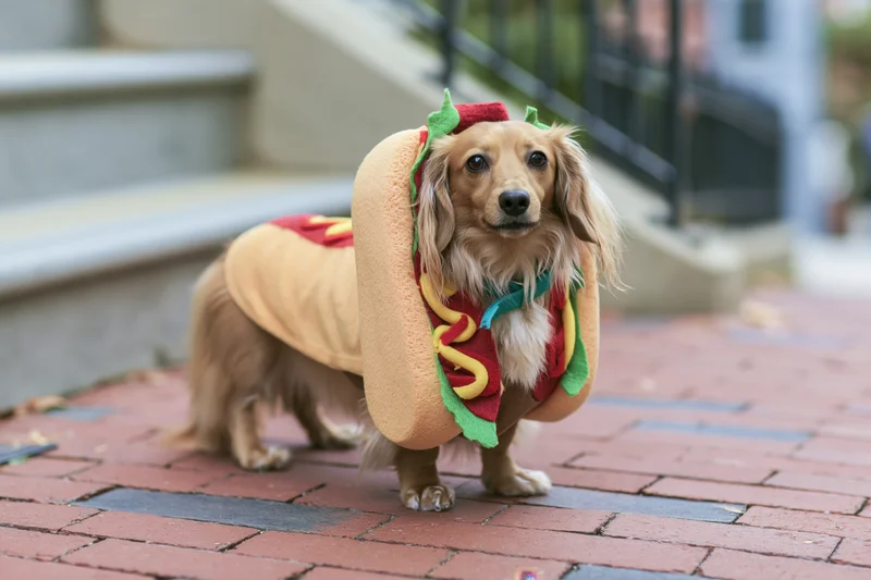 Long-haired miniature dachshund wearing hot dog costume on brick sidewalk