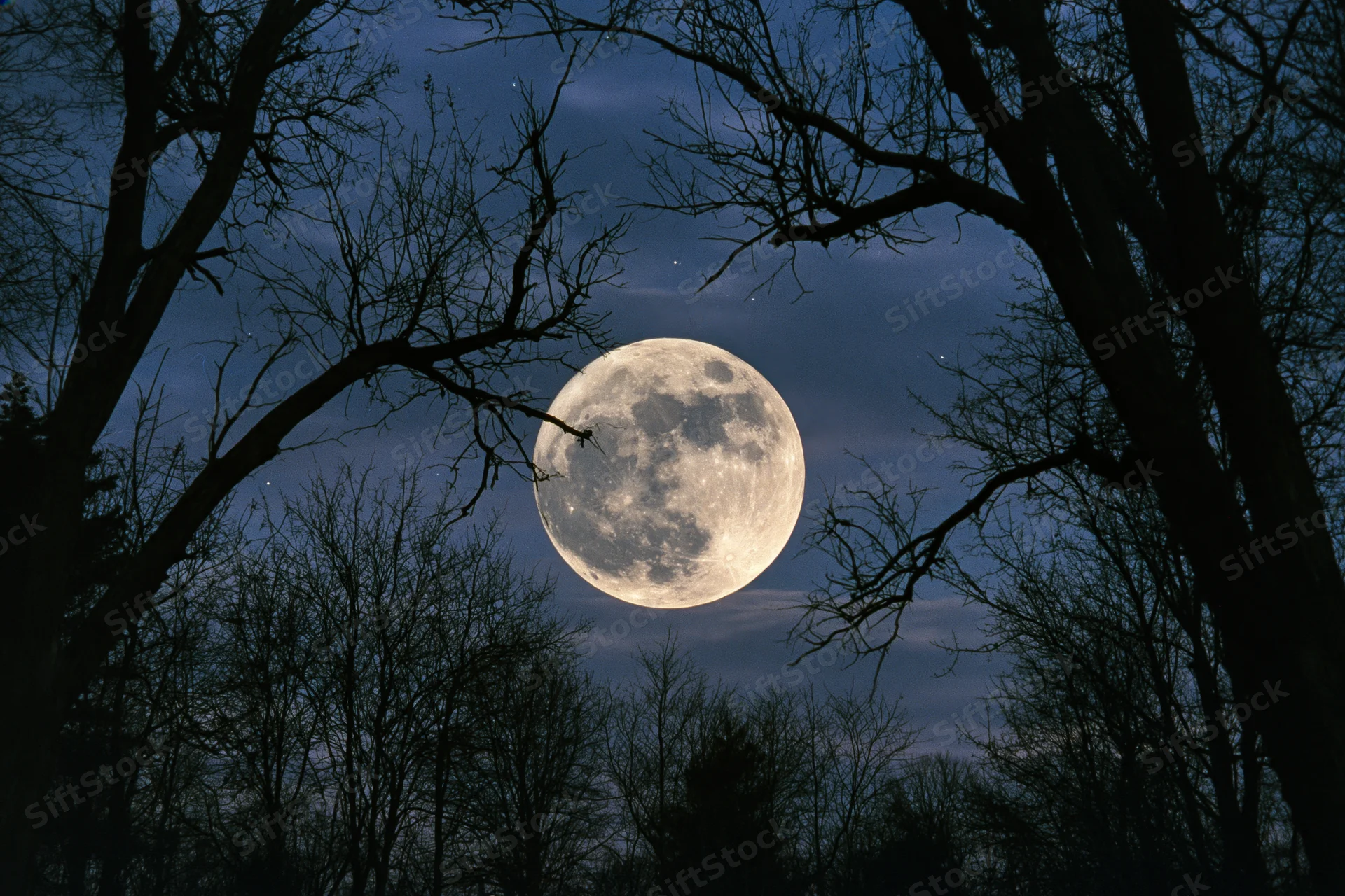 Full moon rising low in night sky framed by bare tree silhouettes in forest