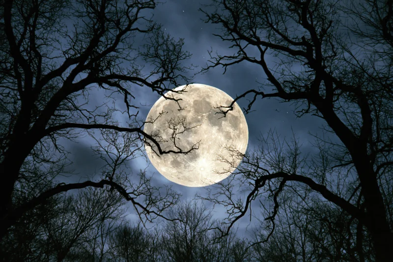Full moon rising low in night sky framed by bare tree silhouettes in forest