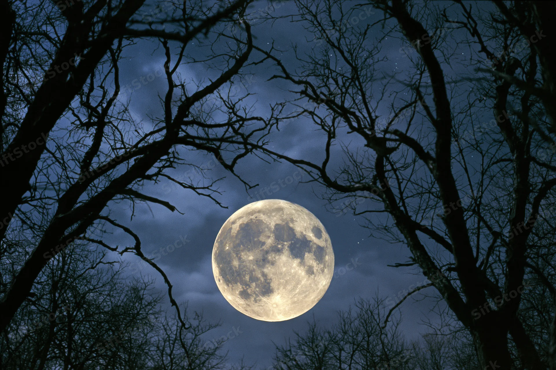 Full moon rising low in night sky framed by bare tree silhouettes