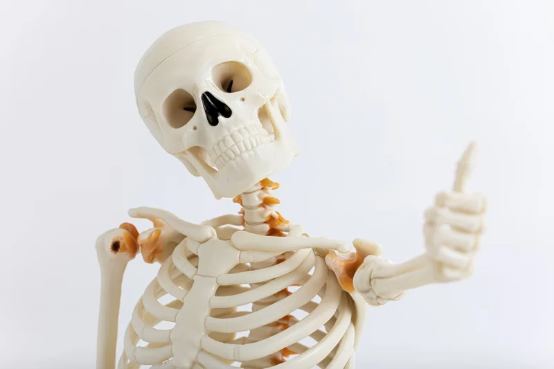Anatomical human skeleton model giving thumbs-up gesture against white background