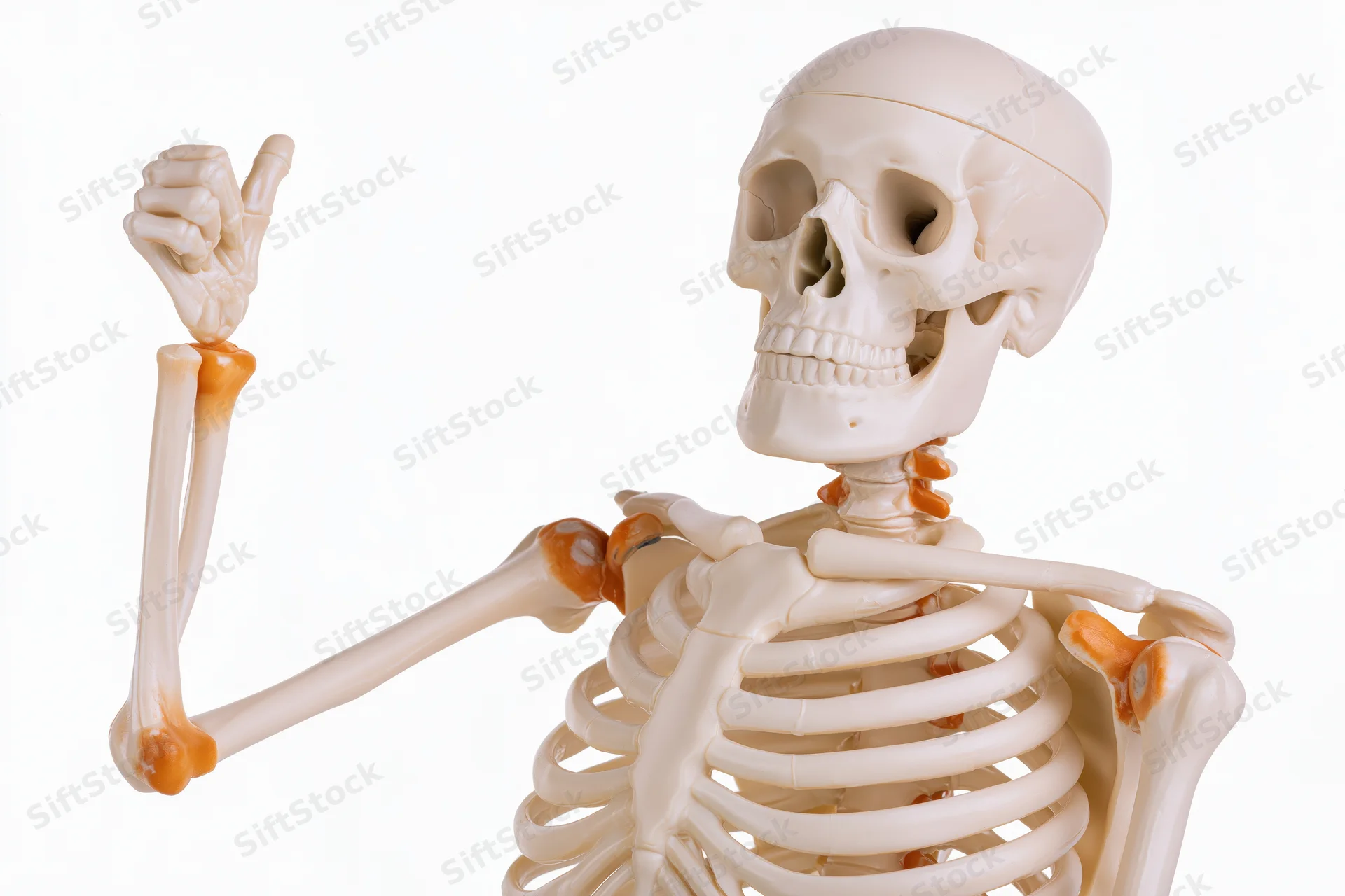 Human skeleton model giving thumbs-up gesture against white background