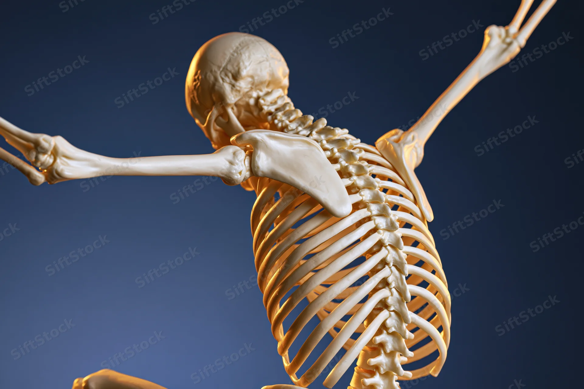 Human skeleton model in anatomical pose against blue background