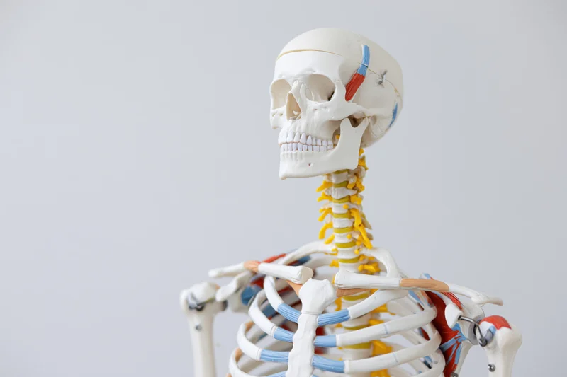 Anatomical skeleton model showing upper torso and skull with colored muscle attachments on plain background