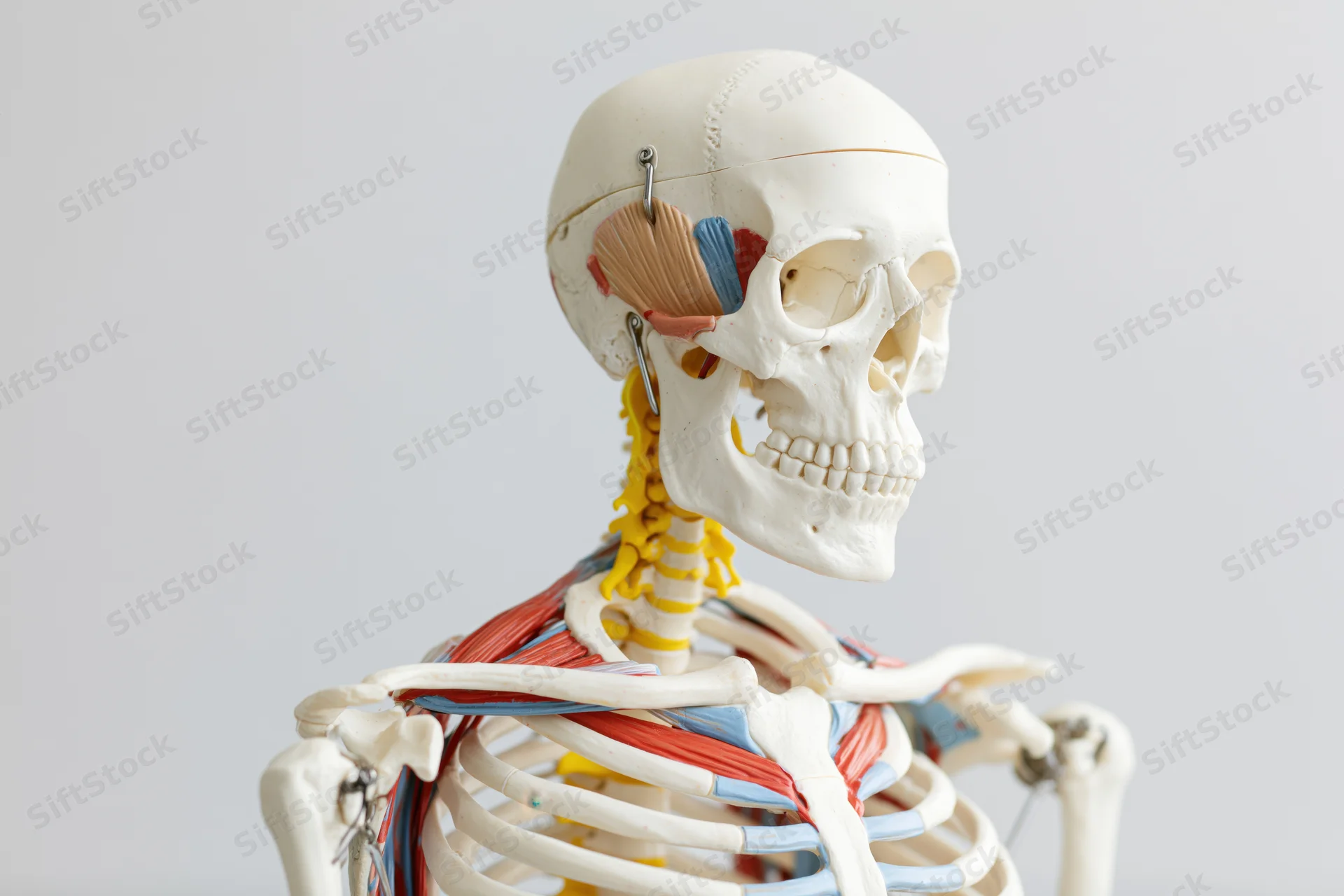 Anatomical skeleton model showing upper torso and skull with visible bones and colored muscles on plain background