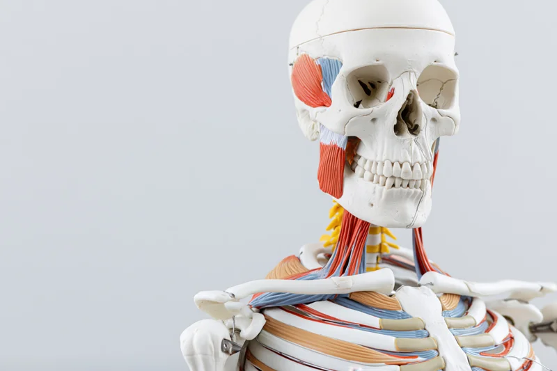 Anatomical skeleton model showing skull and upper torso musculature against white background