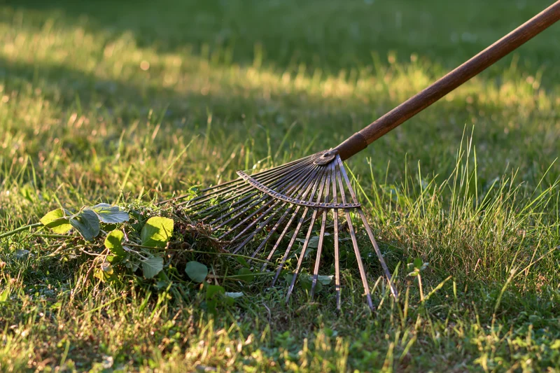 Metal garden rake resting on green grass beside a small pile of leaves and weeds