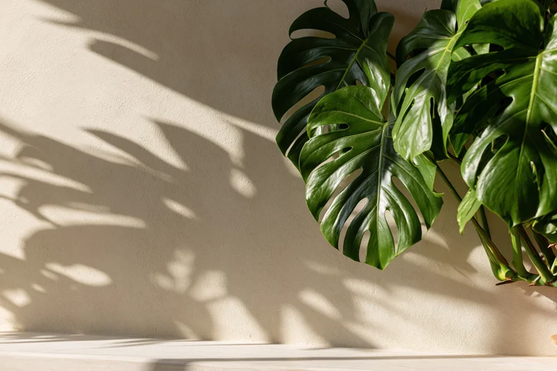 Monstera plant leaves casting shadows on a cream wall in a minimalist indoor setting