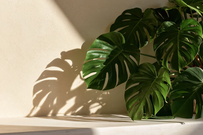 Monstera plant leaves casting shadows on a cream wall beside a shelf