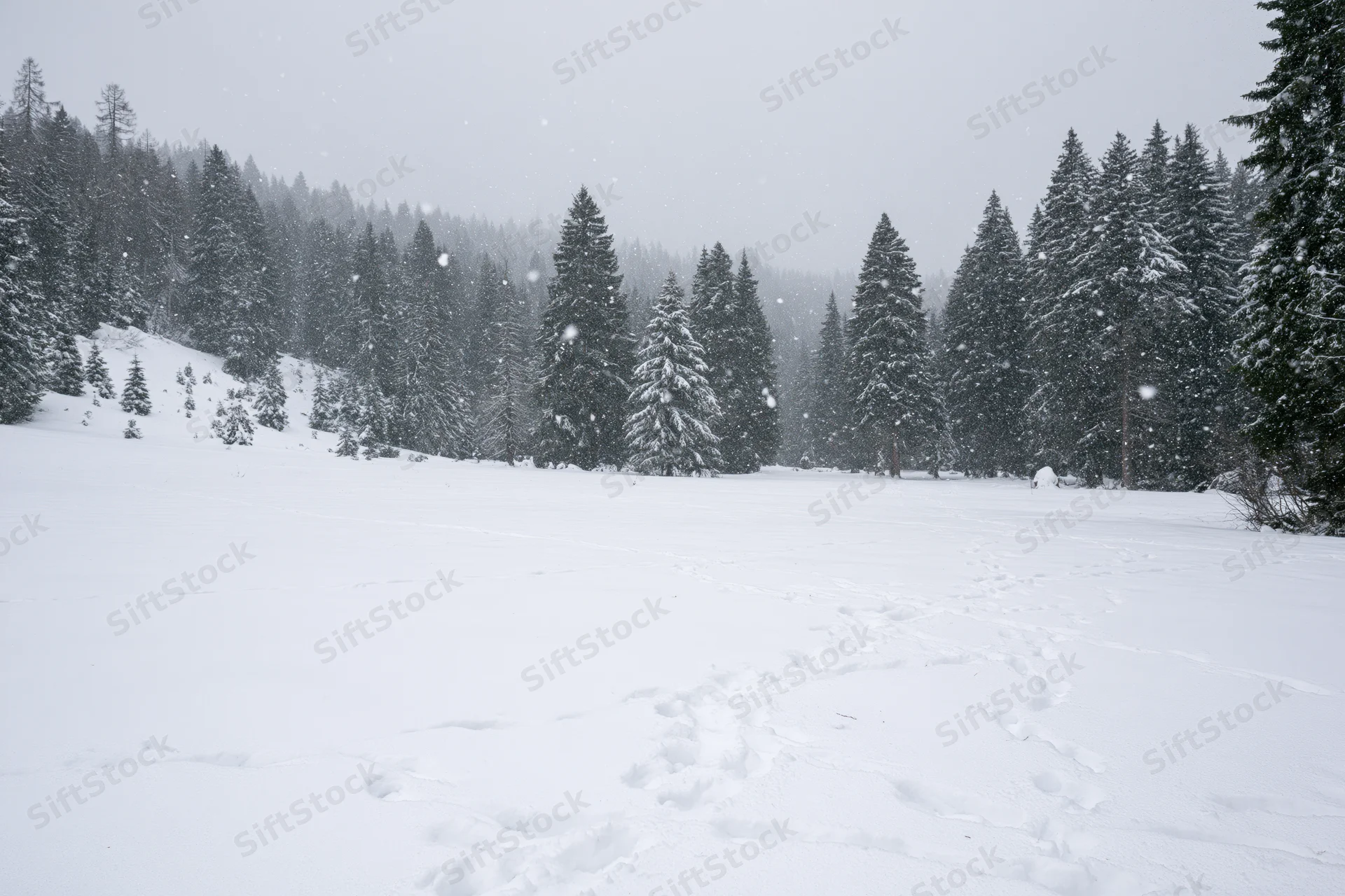 Snow-covered meadow with footprints leading through a forest during heavy snowfall