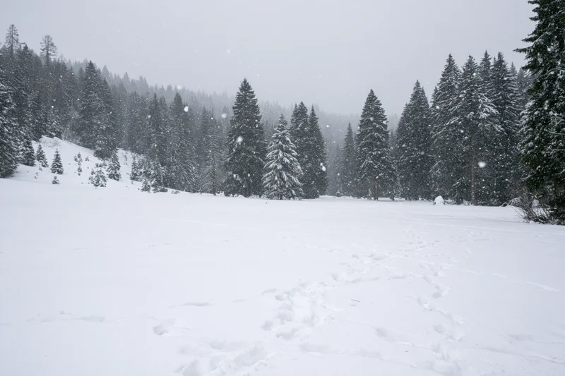 Snow-covered meadow with footprints leading through a forest during heavy snowfall