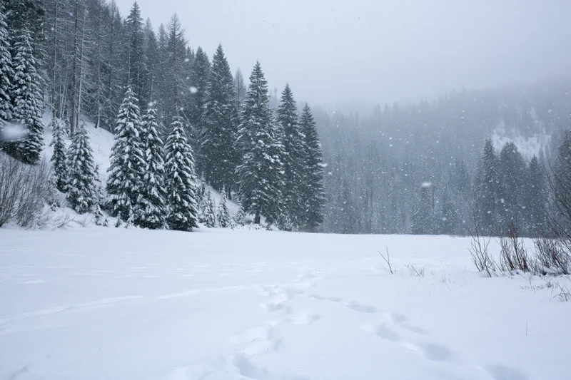 Snow-covered meadow with footprints leading toward a pine forest during heavy snowfall