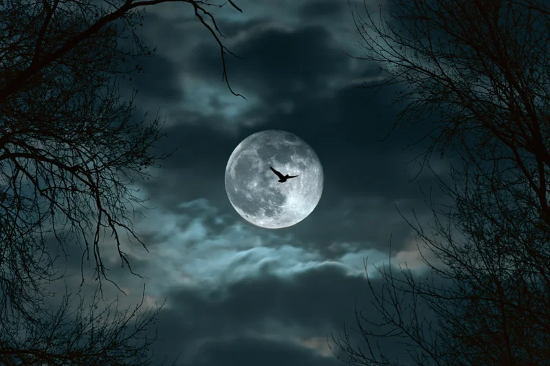 Full moon glowing behind storm clouds with bare tree branches and a flying bird in silhouette