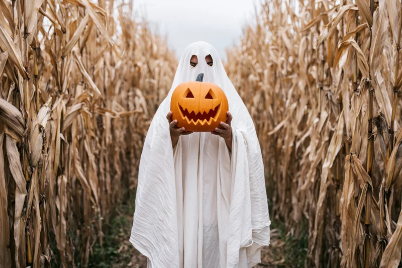 Ghost in white sheet costume holding carved pumpkin in cornfield pathway
