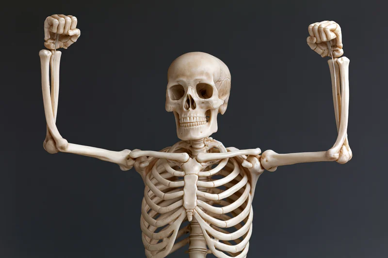 Plastic anatomical human skeleton model with arms raised in flexing pose against dark background