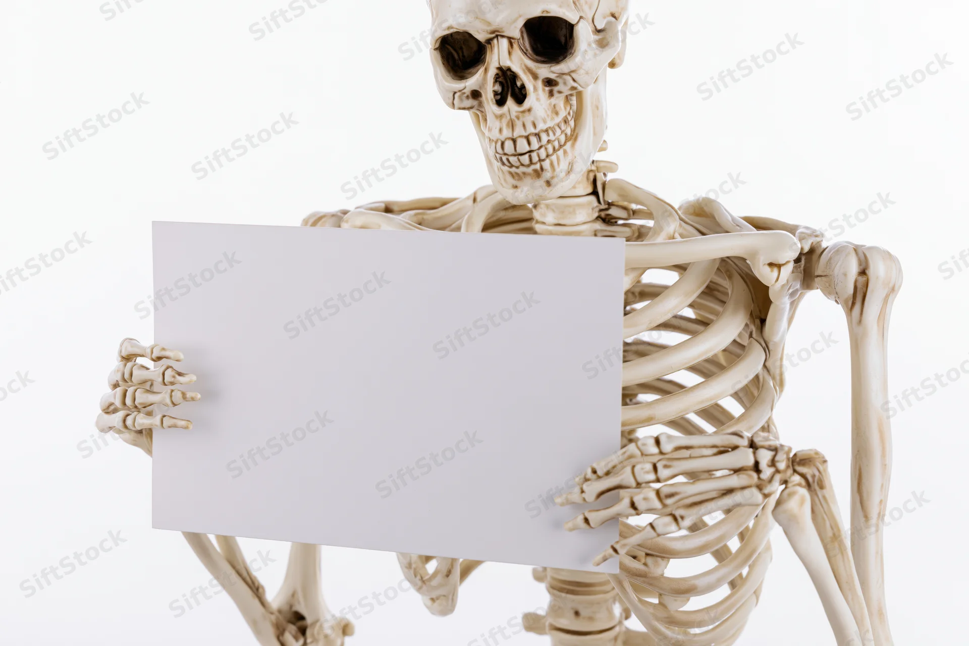 Plastic human skeleton model holding blank white rectangular sign isolated on white background