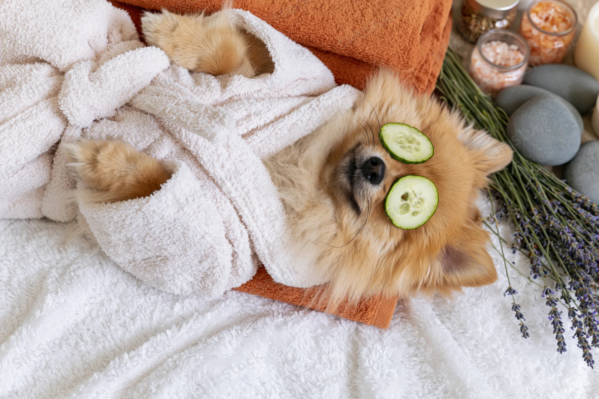 Pomeranian dog lying on back in white bathrobe with cucumber slices on eyes surrounded by lavender and spa stones