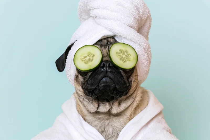 Pug wearing towel on head and cucumber slices over eyes in bathrobe against mint background