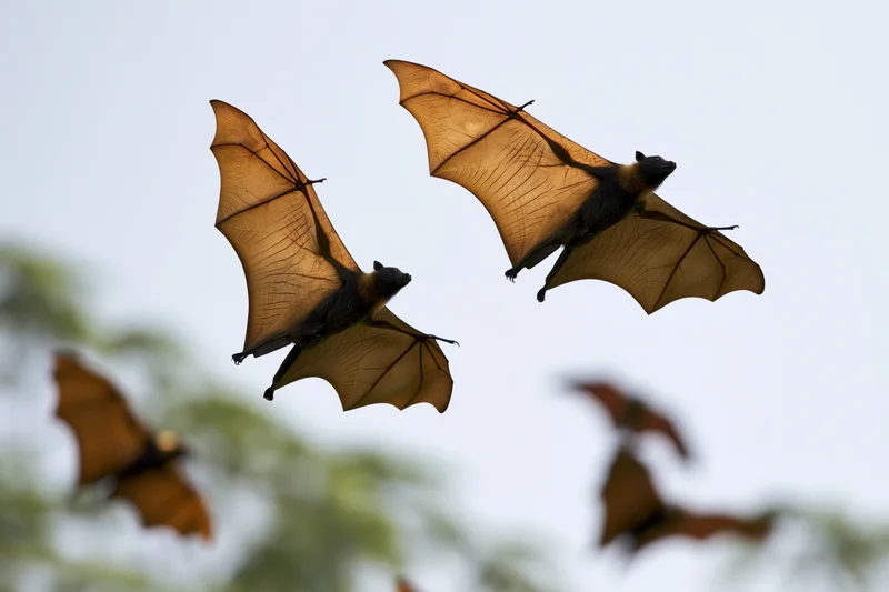 Fruit bats flying with wings fully spread against a pale sky