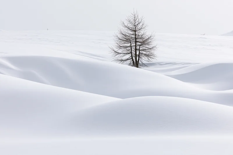 Bare larch tree standing among sweeping deep snow drifts in a winter landscape