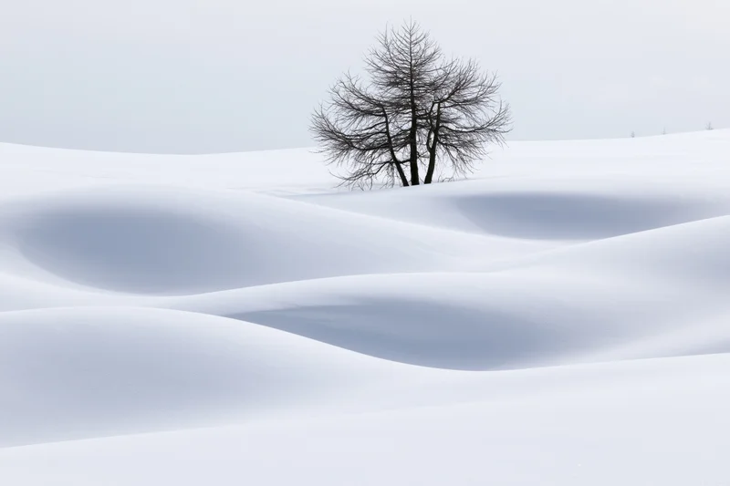 Bare larch tree standing on snowdrifts in winter landscape