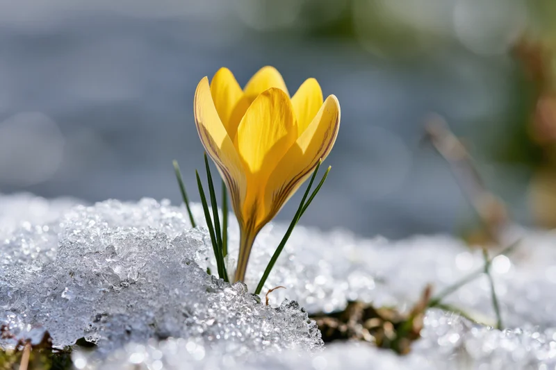 Yellow crocus blooming through snow in early spring garden